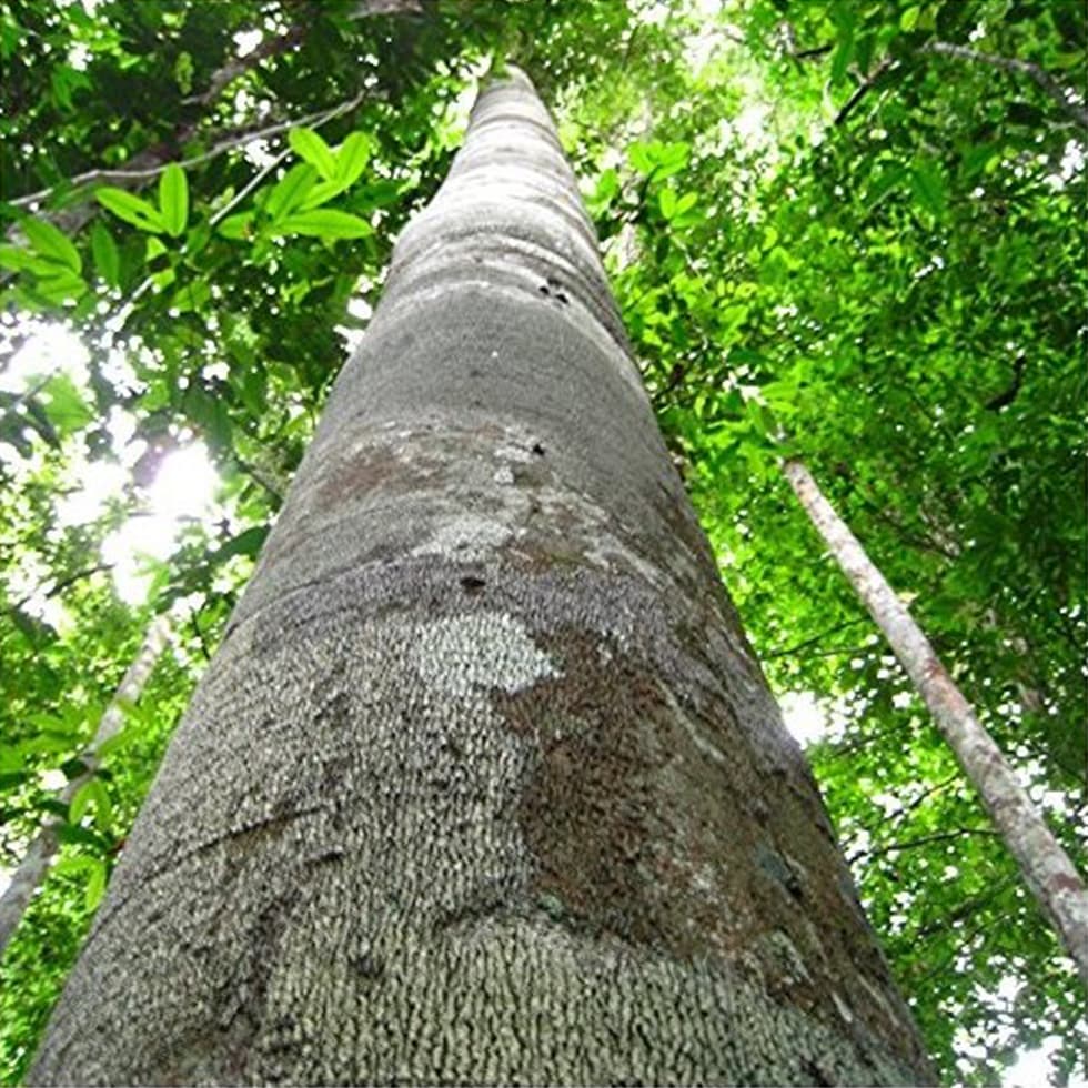 アマゾンの天然聖木樹液オイル コパイバ マリマリ 10ml【送料込み 